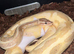 Ball pythons for sale