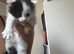 Male kittens