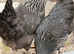 Hybrid Laying Hens &ndash; &pound;20 Each