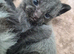 Beautiful kittens ready for viewing and deposit 3 weeks old