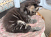 Chunky Loveable Maine Coon