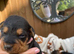 Pups for sale