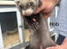 Baby ferrets