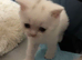 WHITE BSH kitten