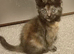 Maine Coon x Ragdoll kittens ready now