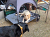 Labradoodle boy looking for his forever home