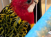 Australian Rosella for sale