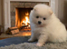 Honey teddy bear