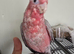 10-Week-Old Female Galah Cockatoo – Very Tame