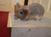 8 Week Old Male Rabbit