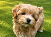 Ready Now. Unique Teacup Asian Maltipoo Puppies , DNA tested parents