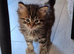 Stunning Siberian/Neva masquerade babies