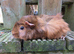Various piggies bonded or single
