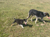 2 beautiful boy pups from our farm