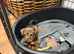 Jack Russell Puppies