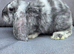 FRENCH LOP BABIES - READY FOR THEIR FOREVER HOMES