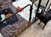 Mini pincher puppies