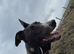 Full working Lurcher
