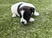 3 unique full bred Jack Russel girls