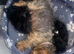 Beautiful yorkiepoo puppies