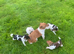 Jack Russell boy