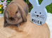 4 Gorgeous mini lops for sale
