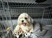Beautiful Malshie puppies