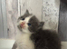 Charming Ragdoll / Turkish Angora Female Kitten Available for Adoption, 6 Weeks Old