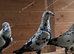 BLACK TIGER GRIZZLE RACING PIGEONS