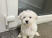 Maltese Puppies Available Now