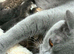 Beautiful Scottish Fold/Straight Kittens Ready for Their New Loving Homes