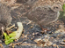 Californian quails