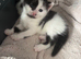 2 male kittens