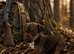 Patterdale puppies