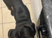 cane corso cross for sale