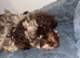 Cockapoo Male