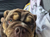 English bulldog Male
