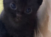 STUNNING ORIENTAL BENGAL HYBRID KITTENS 1GIRL 1 BOY RARE COATS BOTH PARENTS CAN BE SEEN READY DECEMBER