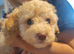 Cockapoo puppy’s