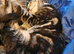 Only 3 kittens left