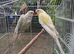 Yellow and white ring neck pair.