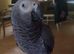 Female African grey parrot for sale