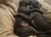 2 beautiful cane corso pups x