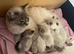 2 blue&lilac Ragdoll kittens