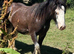 Blagdon cob filly in foal