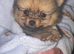 3 beautiful Pomeranian pups