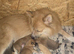 Lovingly Brought up German Spitz Puppies