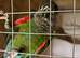 Pearly conure hens wanted