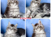 TICA registered adorable Maine coon kittens Ready Now