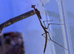 African Cat Eye Mantis & Horsehead Grasshoppers